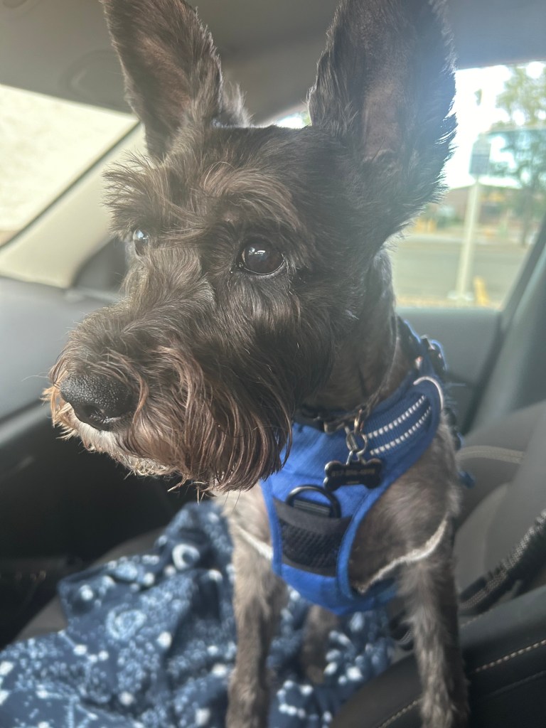 Schnauzer with harness in dog seat belt