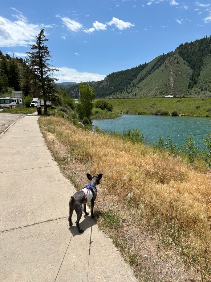 schnauzer making a pit stop in the Colorado mountains