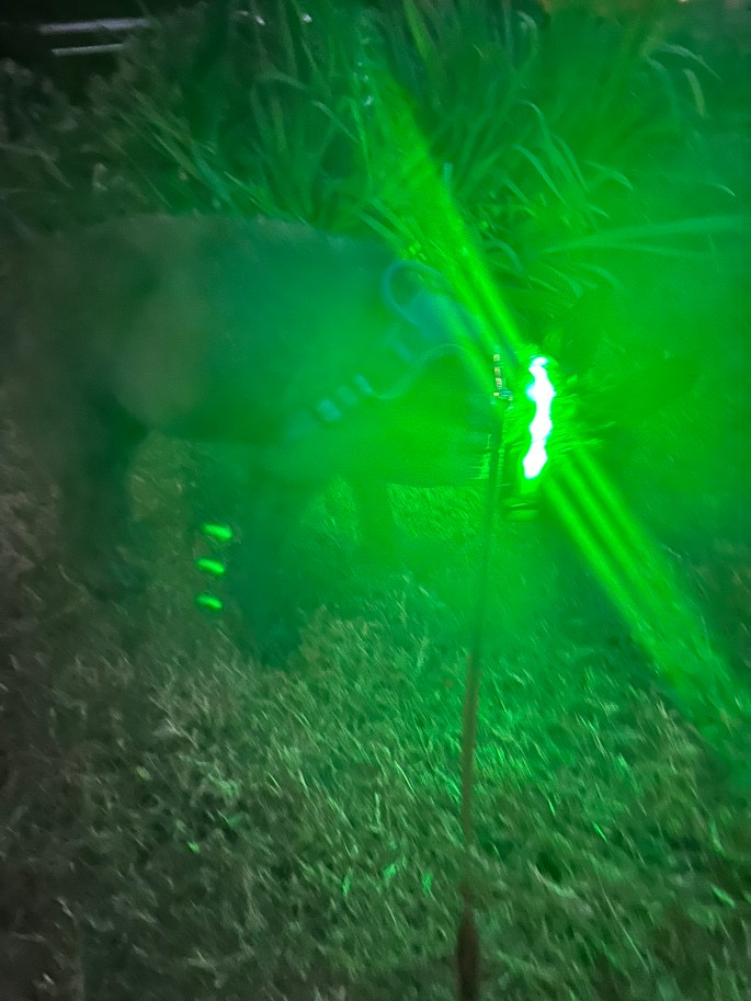 Beatrix wearing a glow-in-the-dark dog collar at night, standing on a sidewalk with the collar glowing brightly