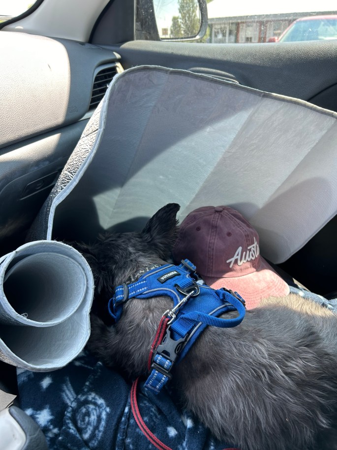 Beatrix sitting in the front seat of the car with a poorly positioned sunshade, looking unimpressed