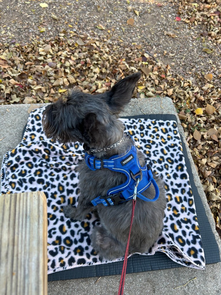schnauzer lying on a blanket by a picnic table