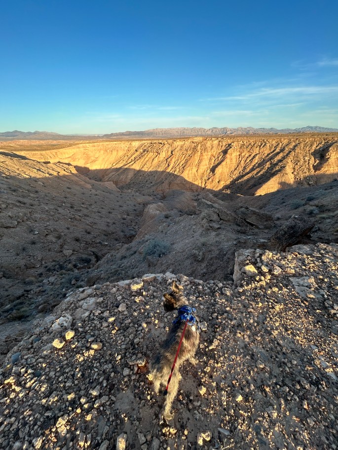 Senior miniature schnauzer standing near cliff edge with desert views at Poverty Flats