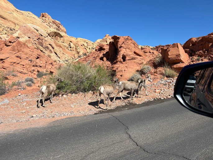 Desert bighorn sheep grazing near the roadside in Valley of Fire State Park