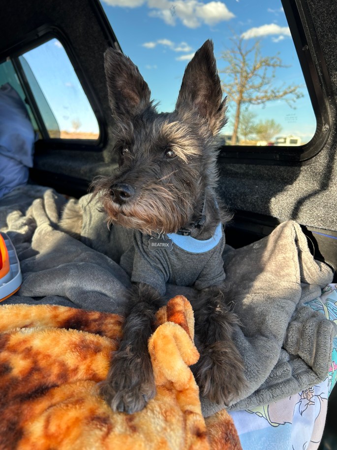 Mini schnauzer lounging in the back of a truck camper during a desert camping trip