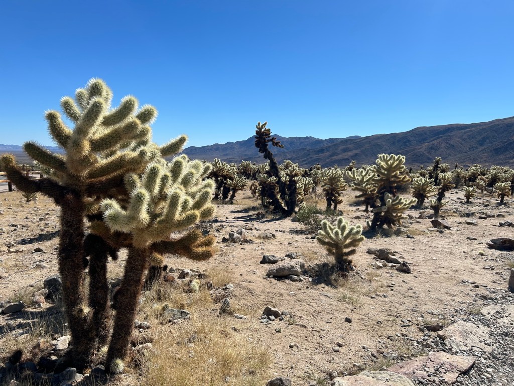 Cholla Cactus Garden at Joshua Tree National Park during the government shutdown